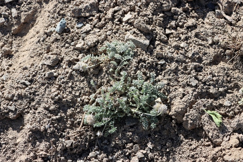 Oxytropis terekensis photo 6