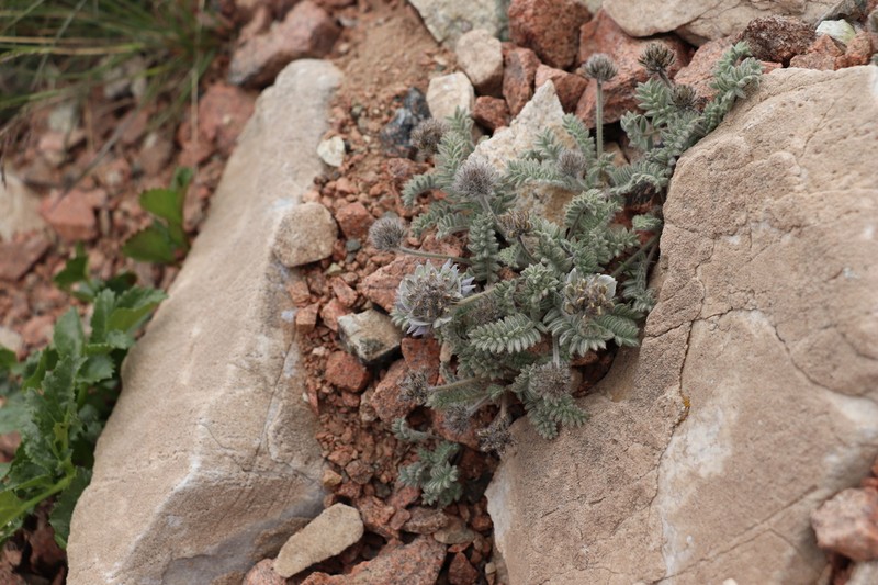 Oxytropis terekensis photo 7