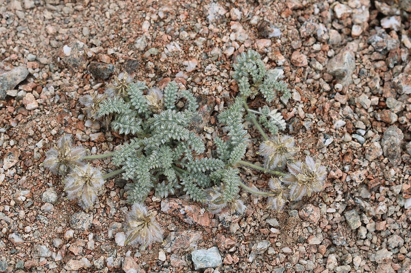 Oxytropis terekensis photo 8