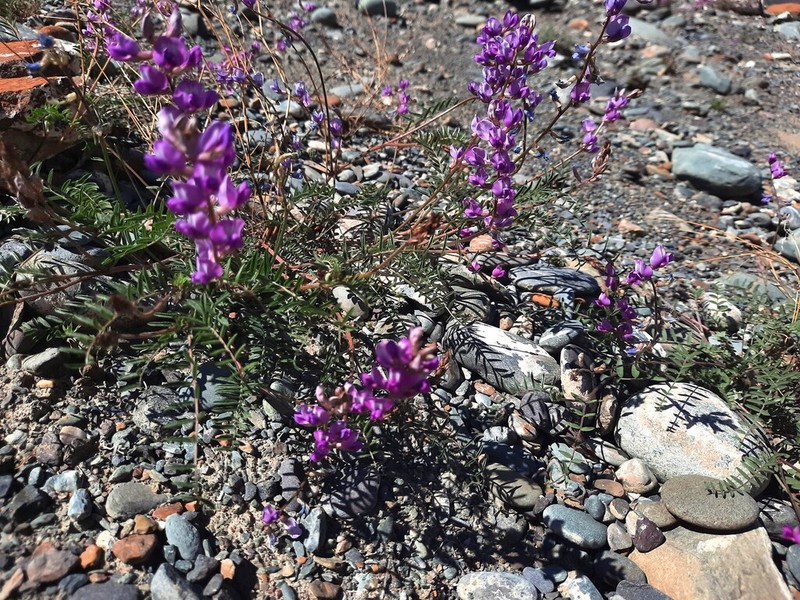 Oxytropis teres