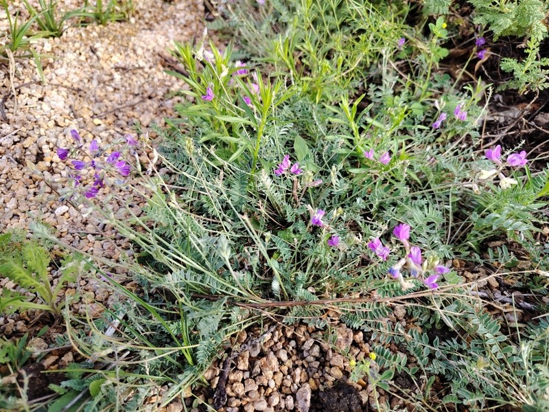 Oxytropis teres photo 2
