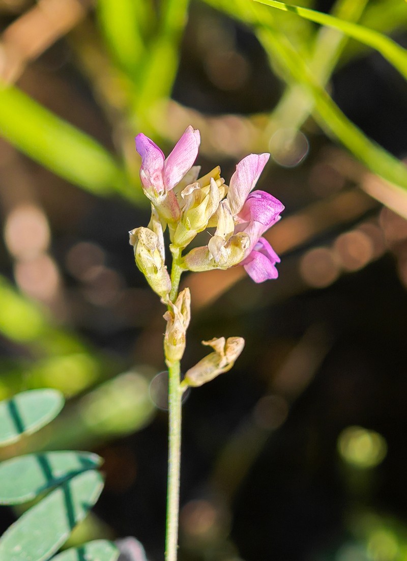 Oxytropis teres photo 3
