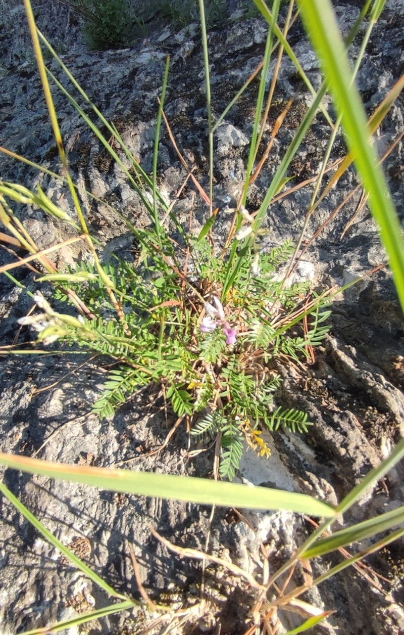 Oxytropis teres photo 4