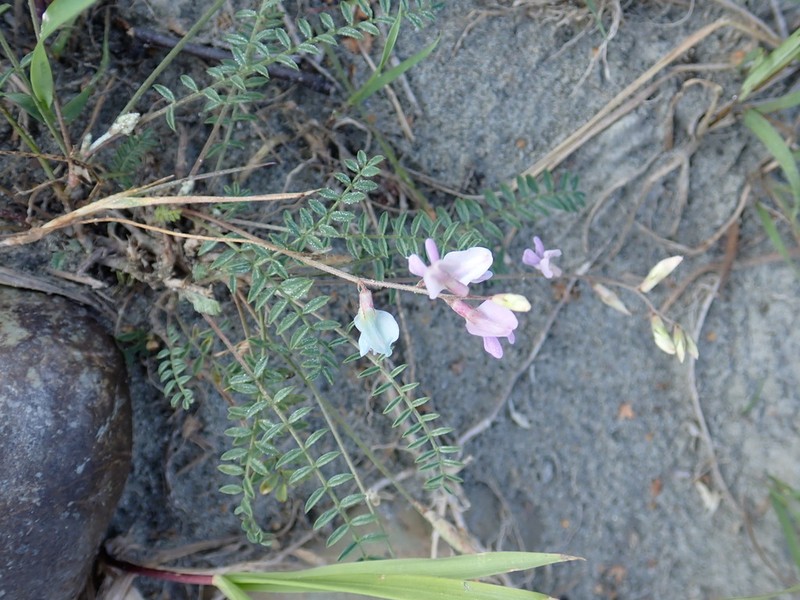 Oxytropis teres photo 5