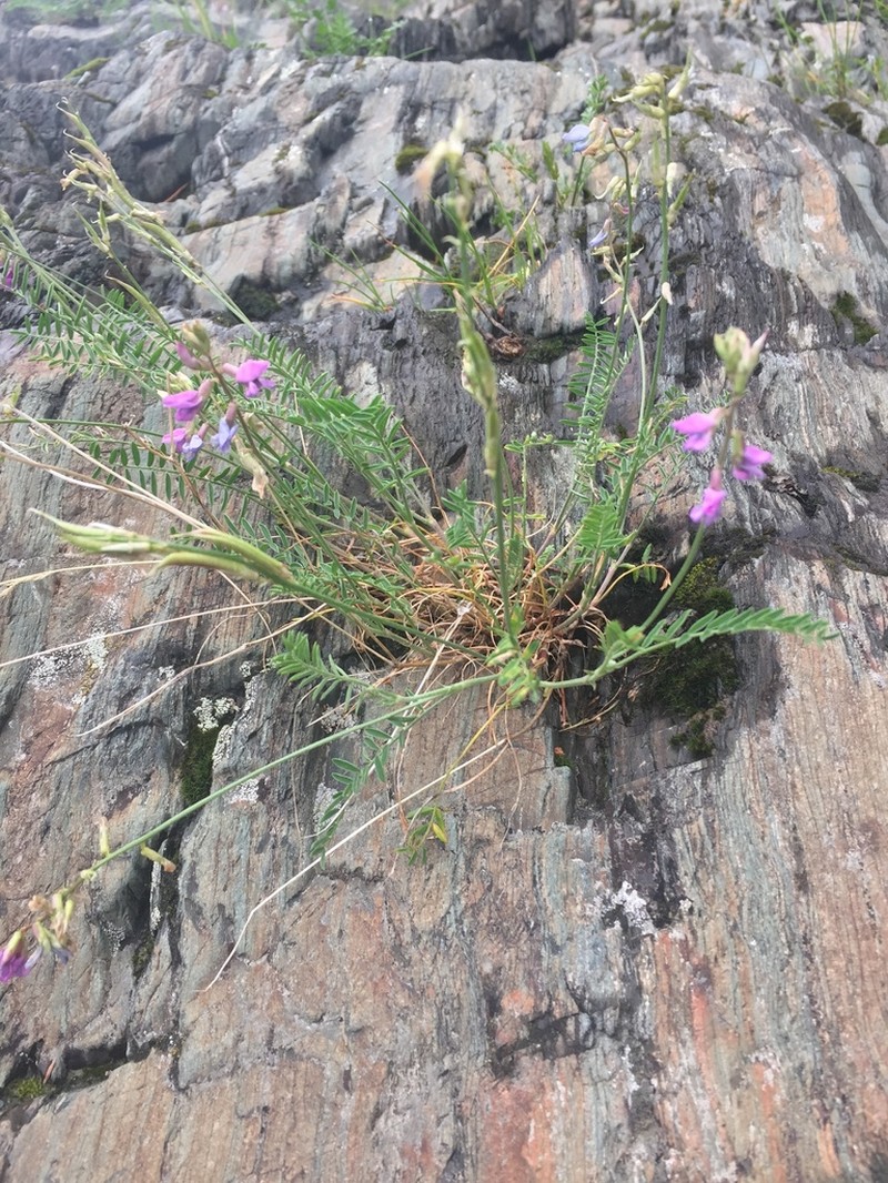 Oxytropis teres photo 6