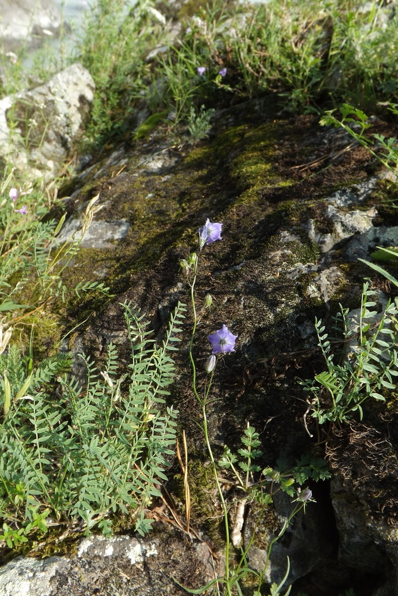 Oxytropis teres photo 7