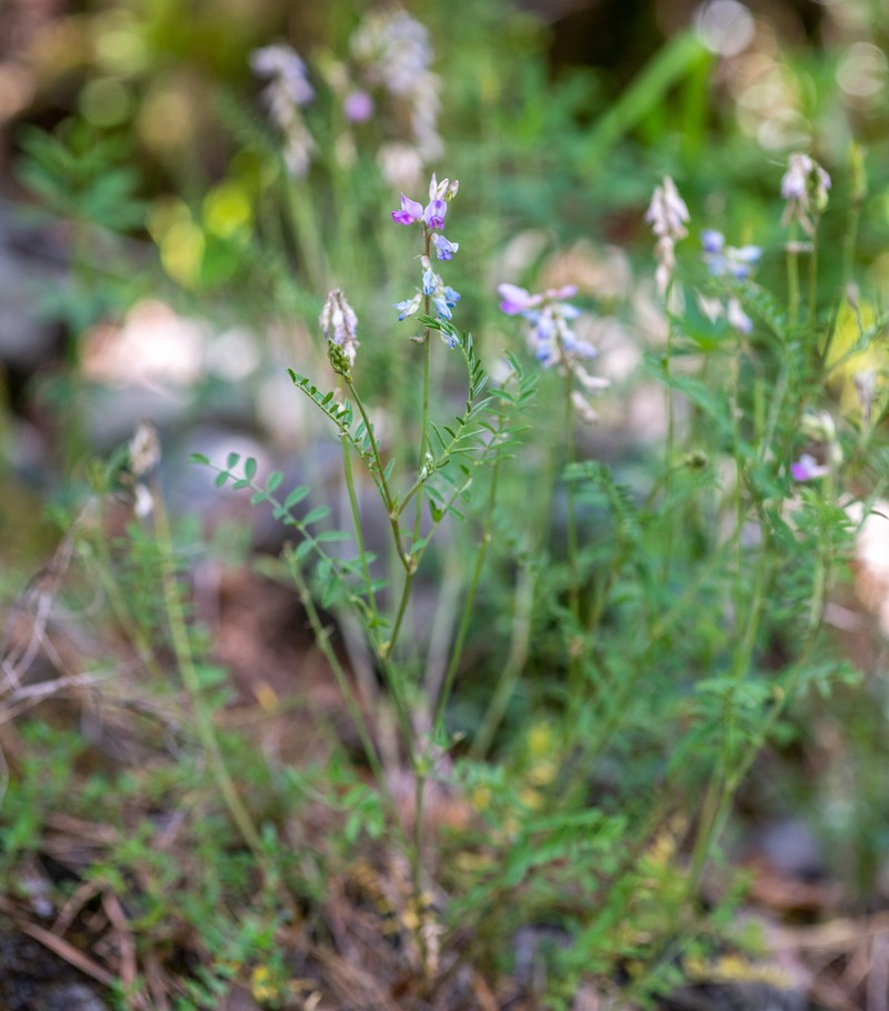 Oxytropis teres photo 8