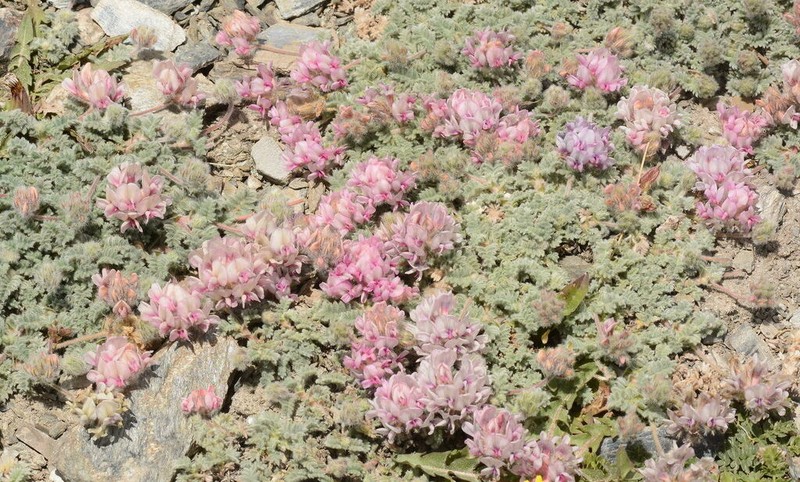 Oxytropis tianschanica