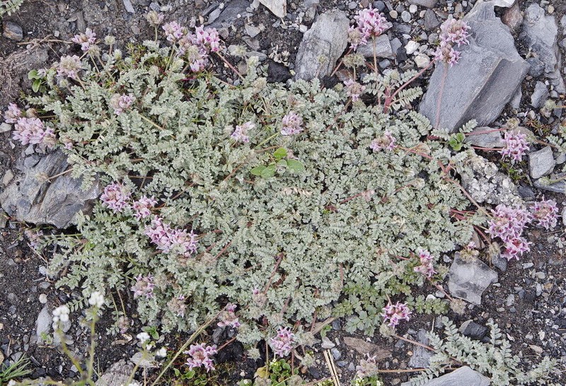 Oxytropis tianschanica photo 2
