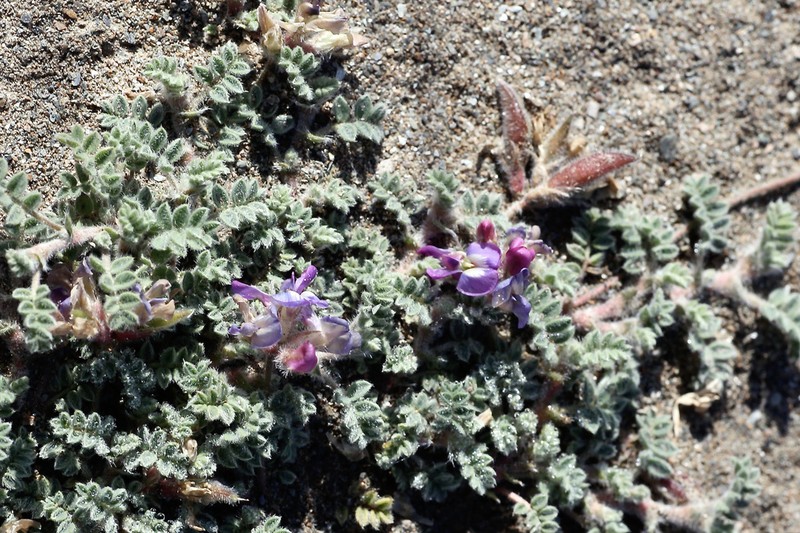 Oxytropis tianschanica photo 3