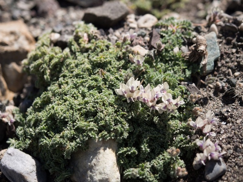 Oxytropis tianschanica photo 4