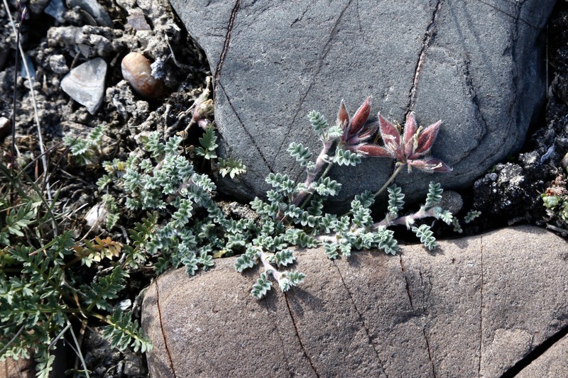 Oxytropis tianschanica photo 5