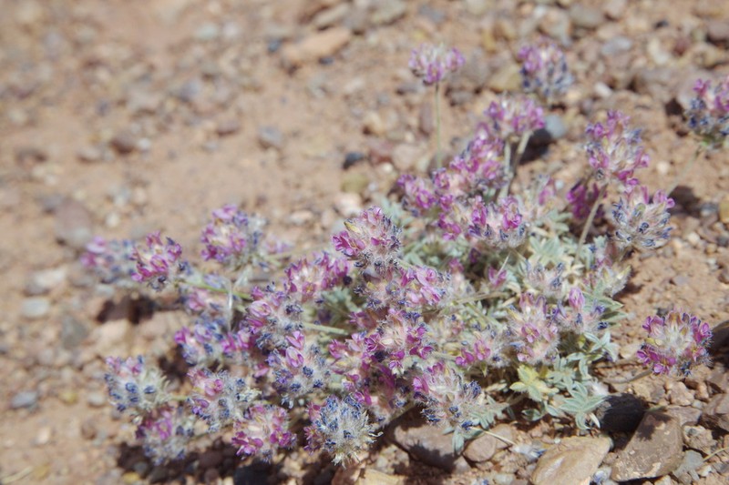 Oxytropis tianschanica photo 6