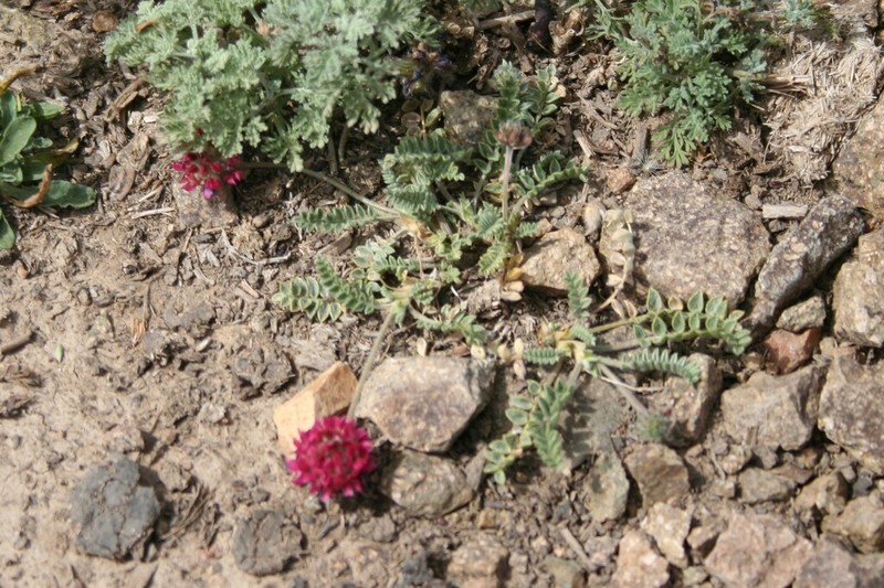 Oxytropis tianschanica photo 7