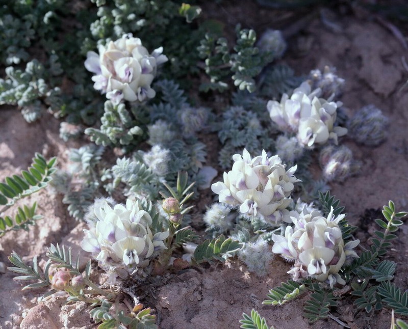 Oxytropis tianschanica photo 8