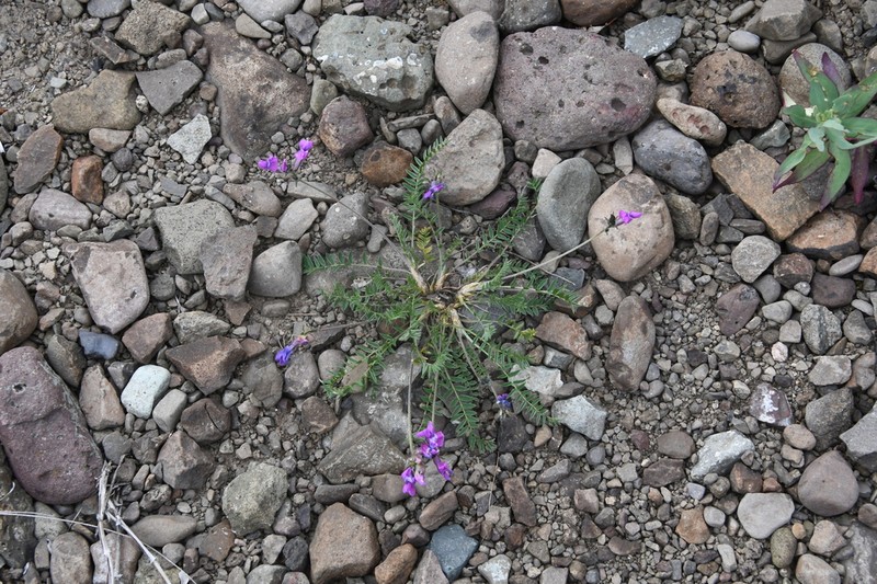 Oxytropis tichomirovii