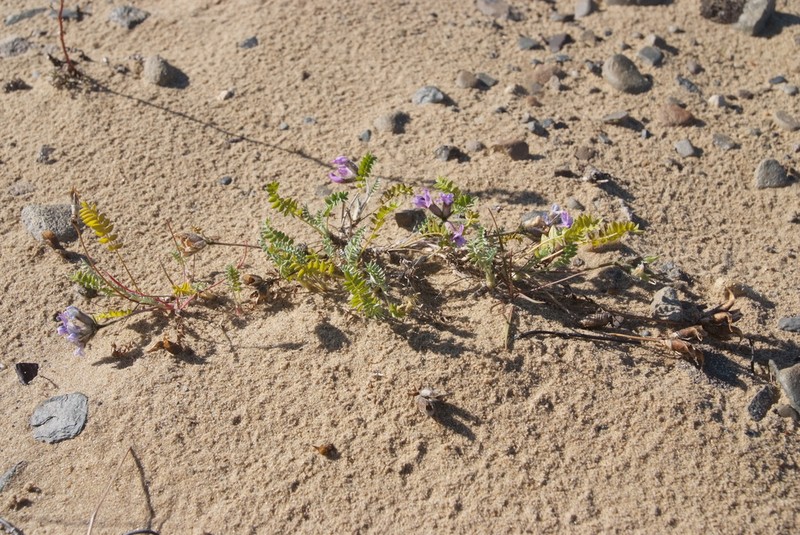 Oxytropis tichomirovii photo 2