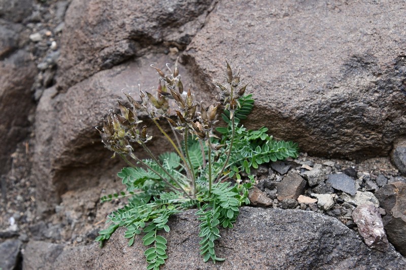 Oxytropis tichomirovii photo 3