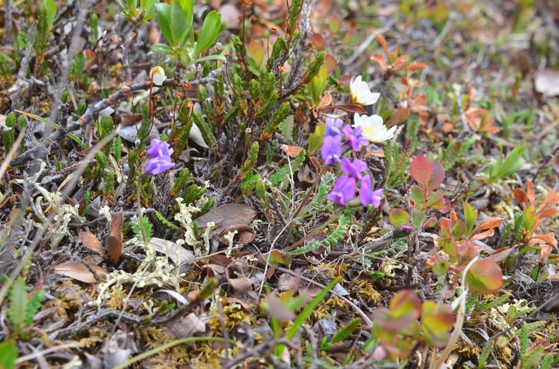 Oxytropis tichomirovii photo 4