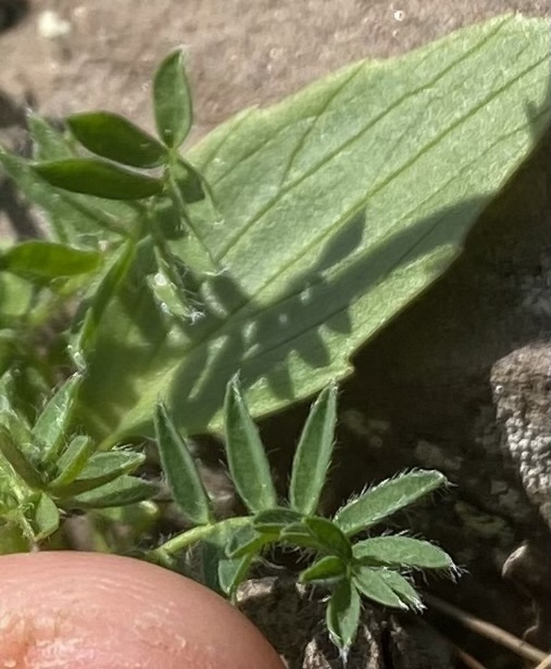 Oxytropis tichomirovii photo 5