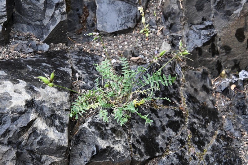 Oxytropis tichomirovii photo 6