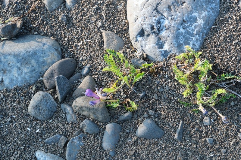 Oxytropis tichomirovii photo 7
