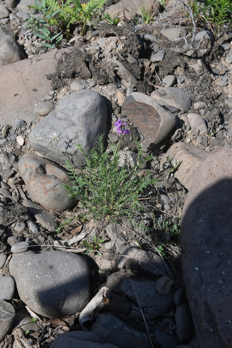 Oxytropis tichomirovii photo 8