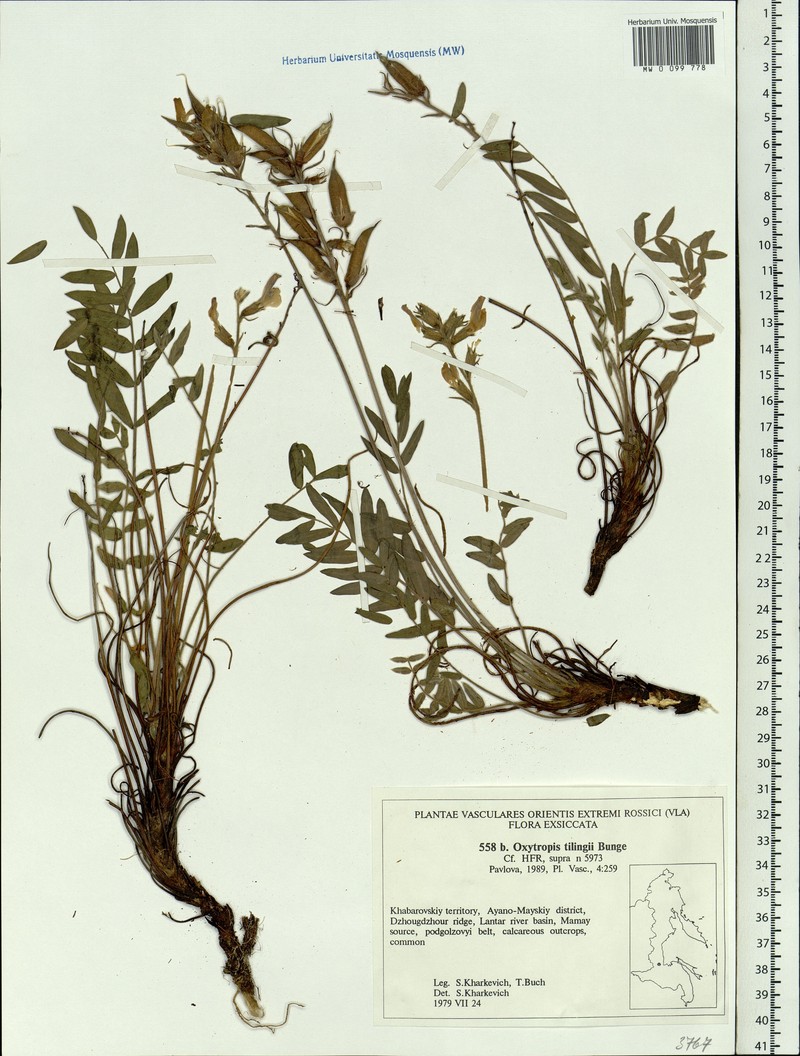 Oxytropis tilingii