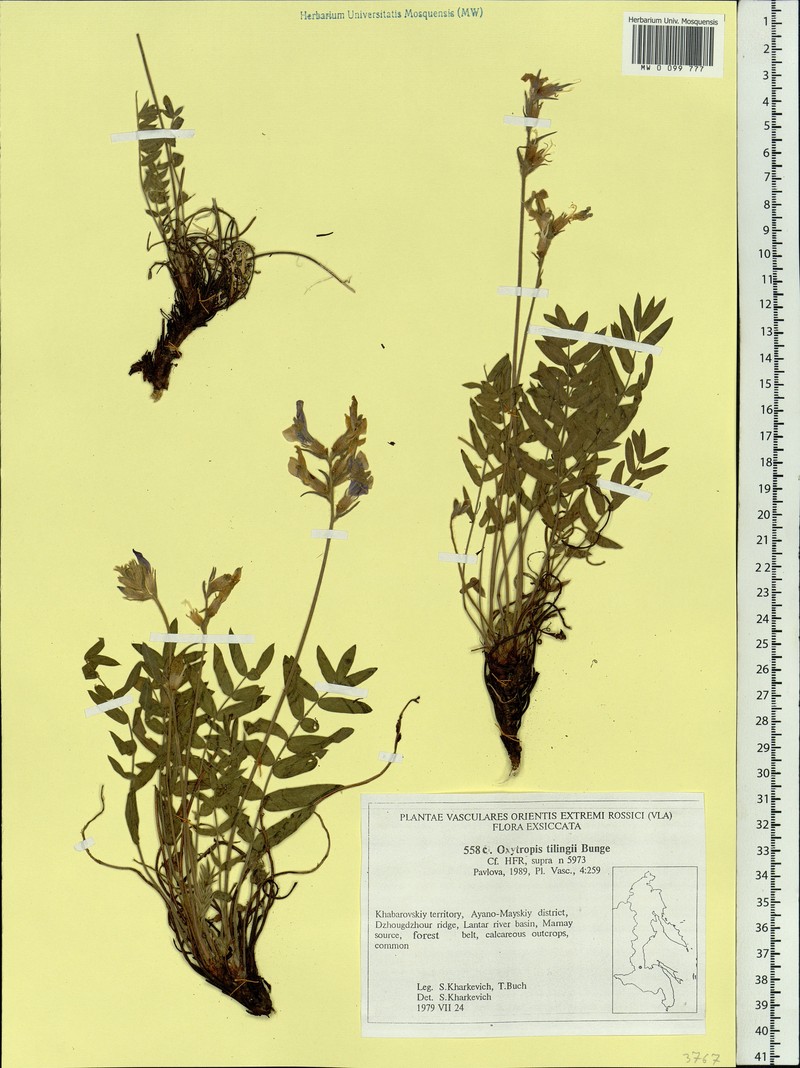 Oxytropis tilingii photo 2