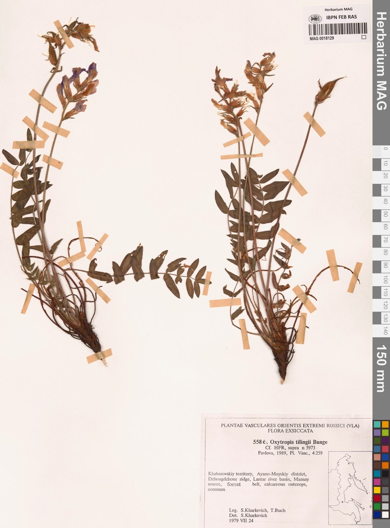 Oxytropis tilingii photo 3