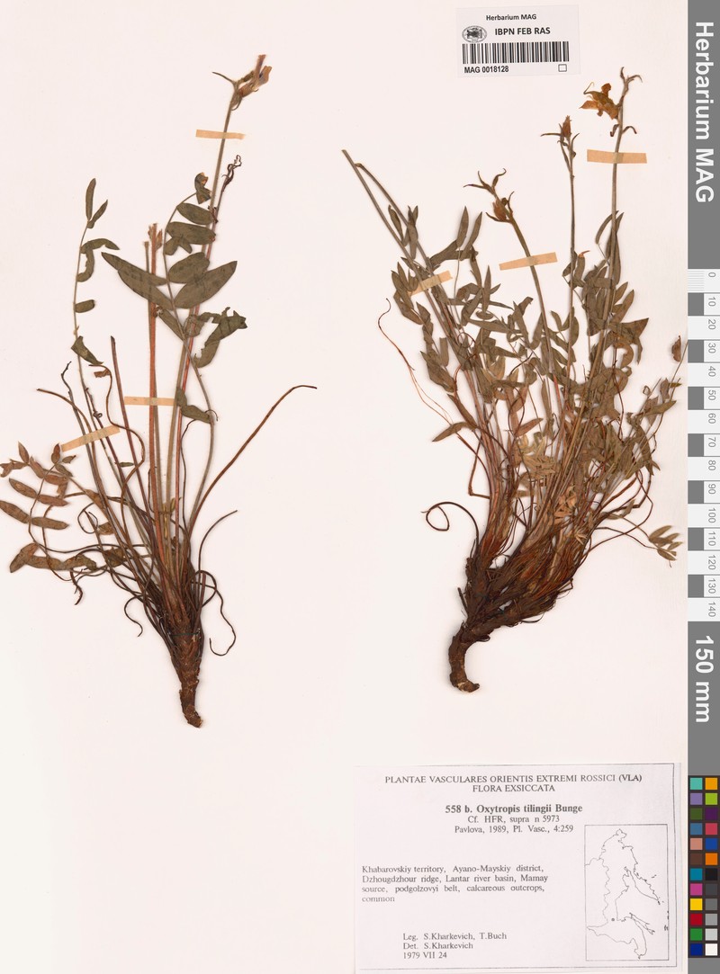 Oxytropis tilingii photo 4