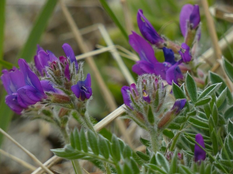 Oxytropis todomoshiriensis photo 2