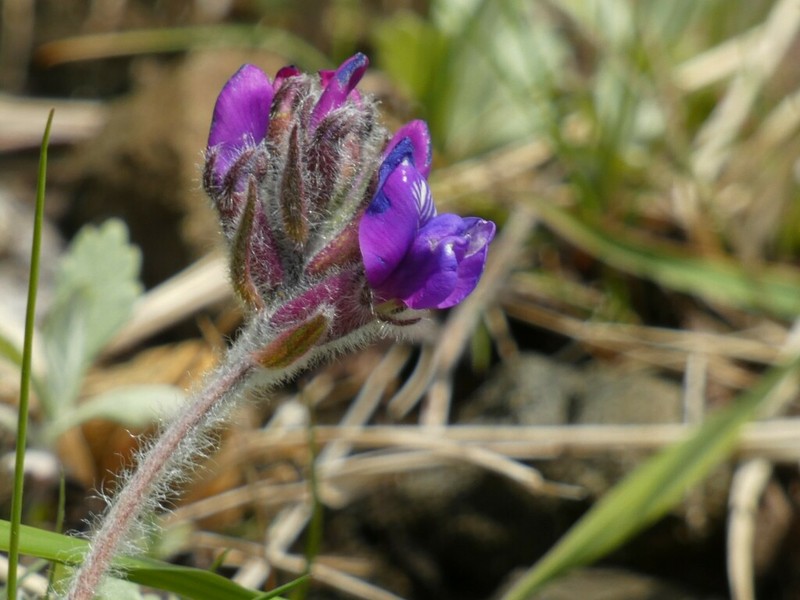 Oxytropis todomoshiriensis photo 3