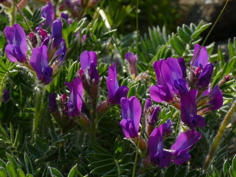 Oxytropis todomoshiriensis photo 4