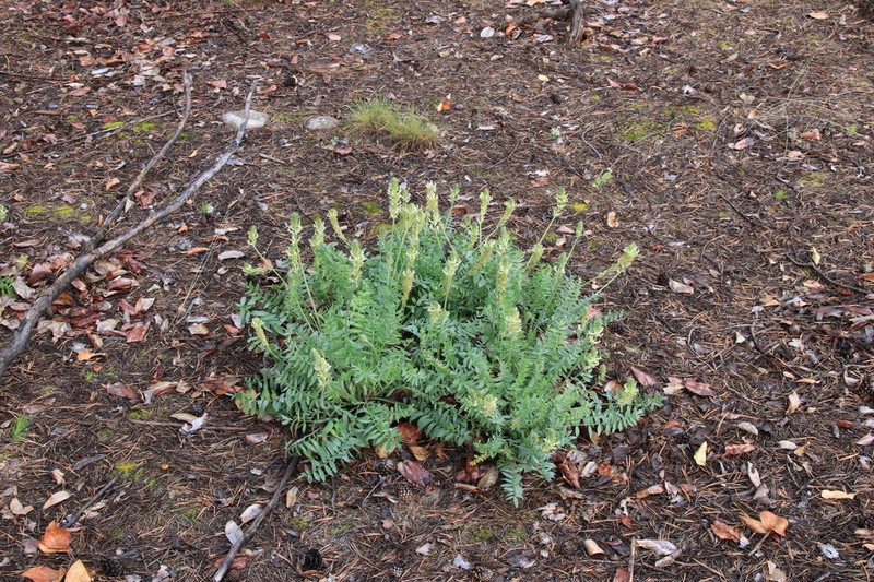 Oxytropis tompudae photo 2