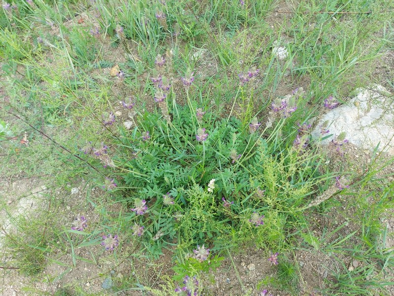 Oxytropis tompudae photo 3