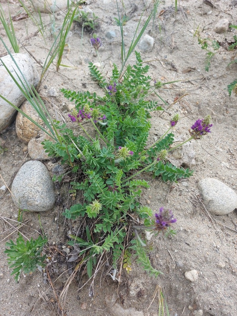 Oxytropis tompudae photo 4