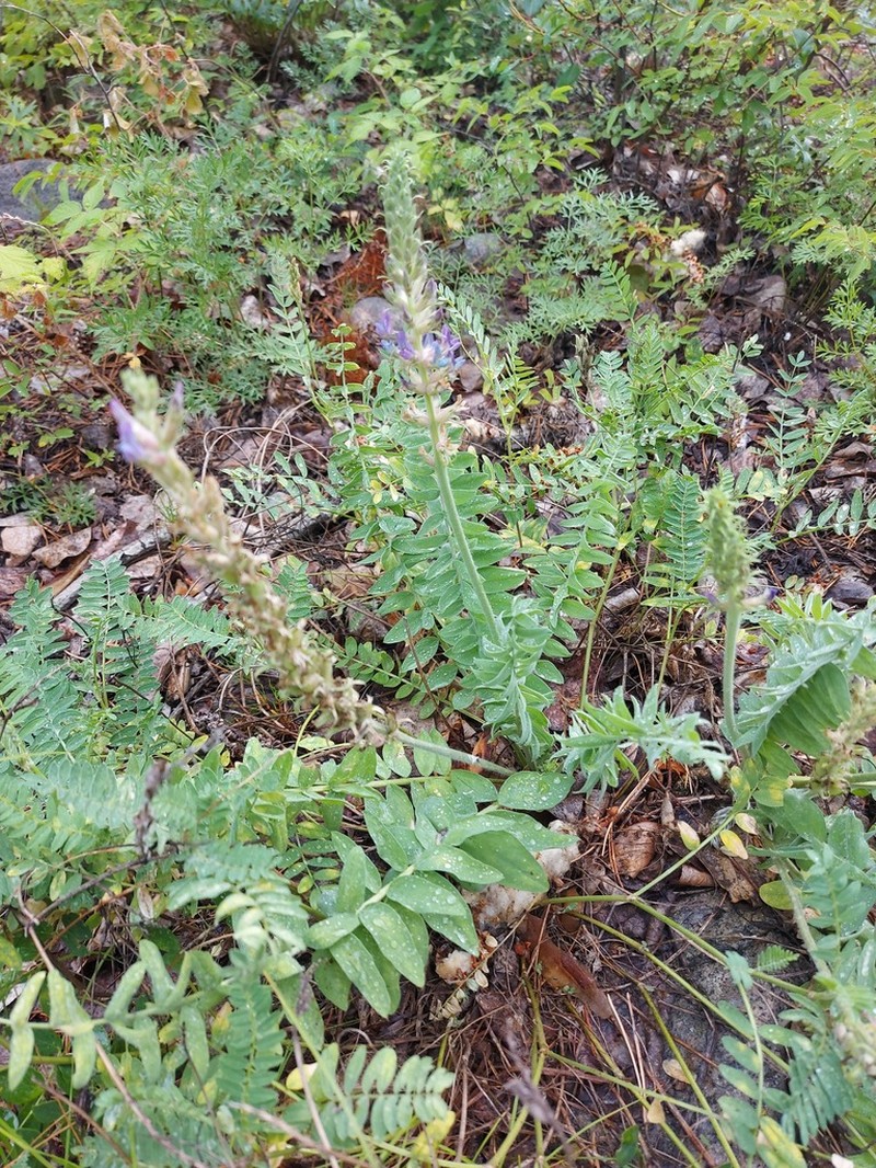 Oxytropis tompudae photo 5