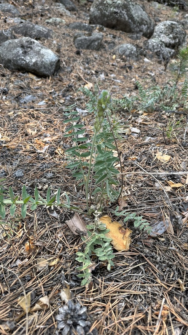 Oxytropis tompudae photo 6