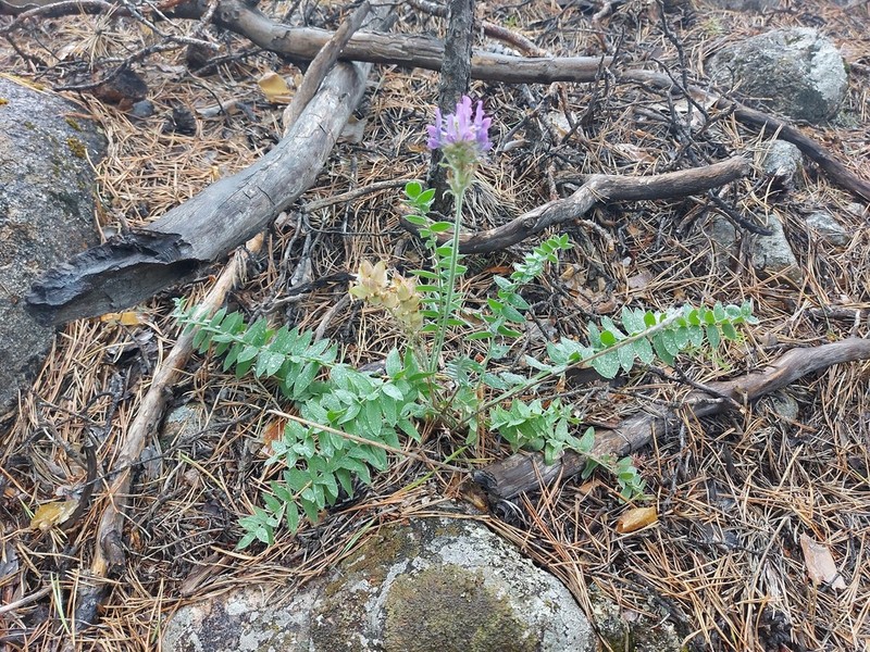 Oxytropis tompudae photo 7