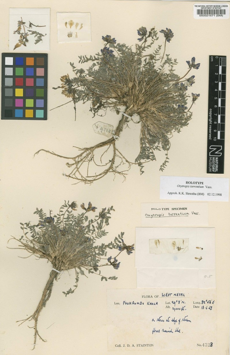 Oxytropis torrentium