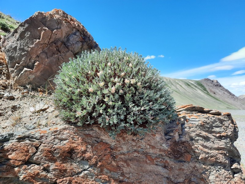 Oxytropis tragacanthoides photo 2