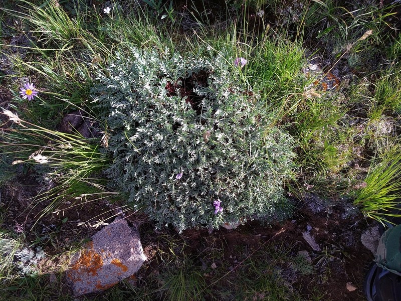 Oxytropis tragacanthoides photo 3