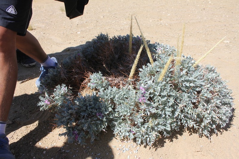 Oxytropis tragacanthoides photo 4