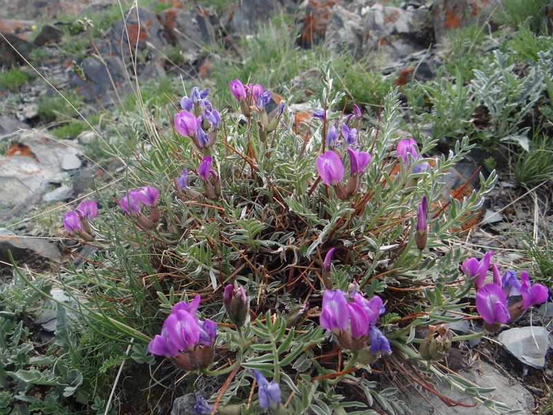 Oxytropis tragacanthoides photo 5