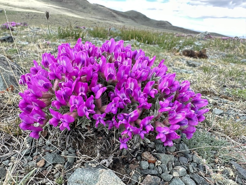 Oxytropis tragacanthoides photo 6