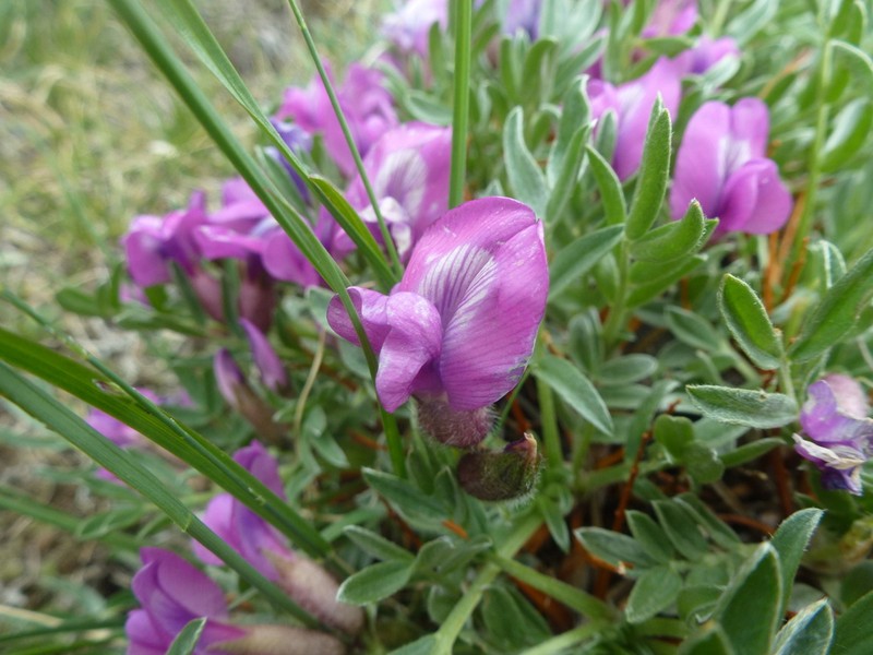 Oxytropis tragacanthoides photo 7