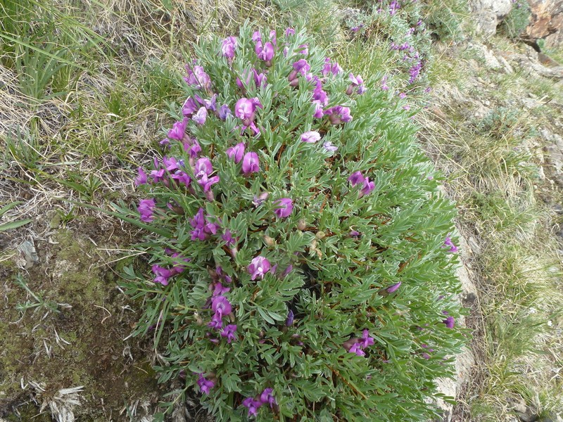 Oxytropis tragacanthoides photo 8