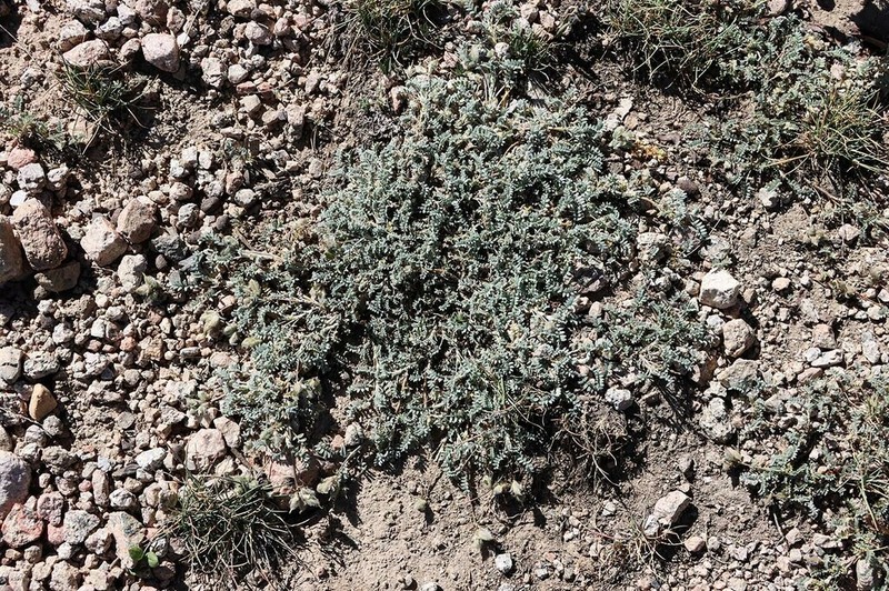Oxytropis trajectorum photo 2