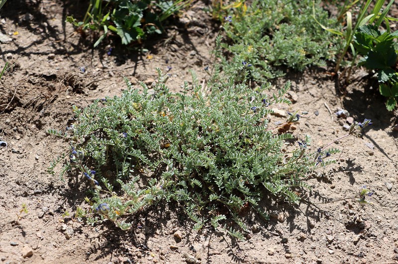 Oxytropis trajectorum photo 3